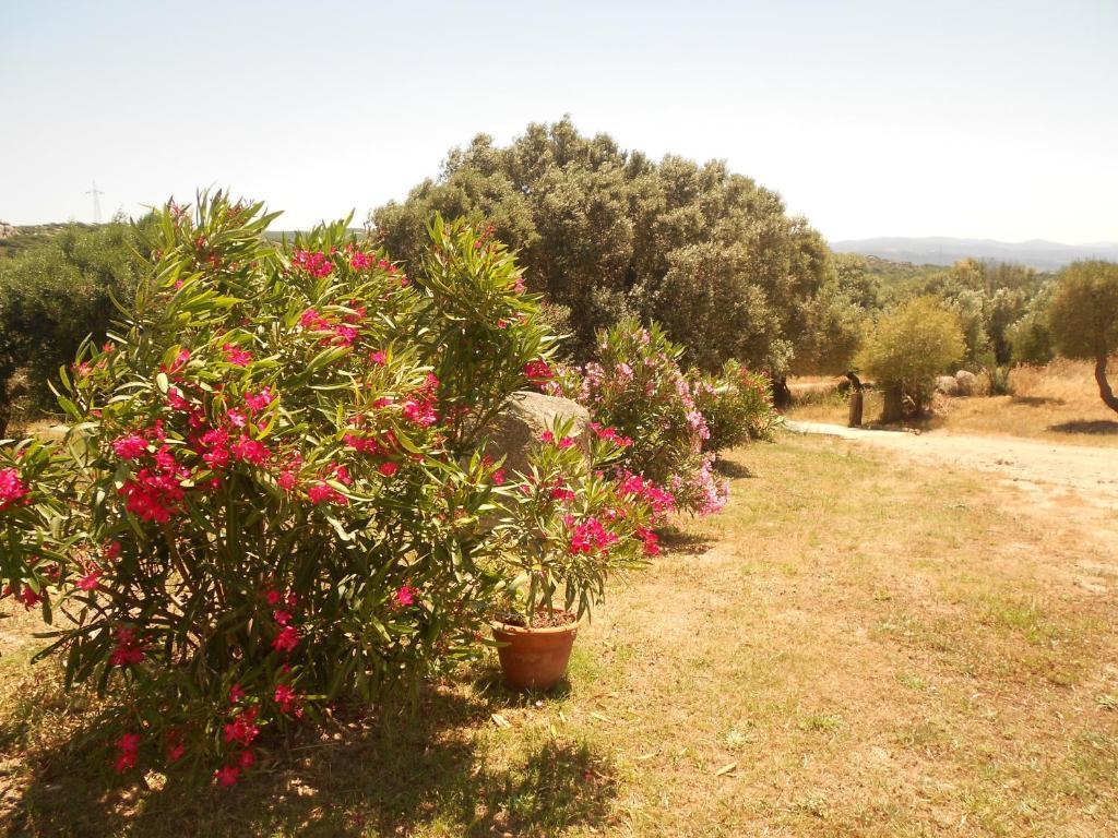 L' Incantu Alojamento de Acomodação e Pequeno-almoço Santa Teresa Gallura
